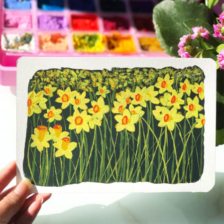 Daffodil Fields